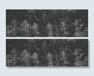 灰色森林背景高清