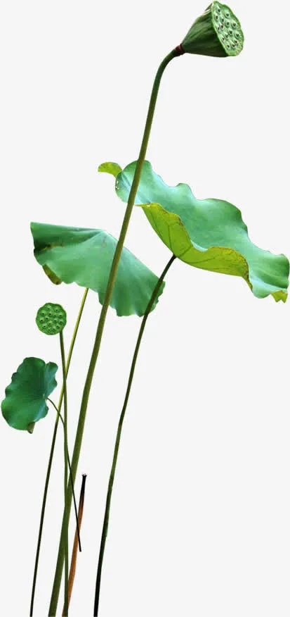绿色荷叶装饰清新免抠