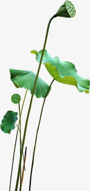 绿色荷叶装饰清新免抠