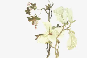 装饰花免抠