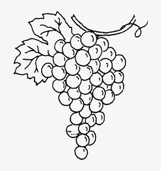 颗粒可爱葡萄简笔画免抠