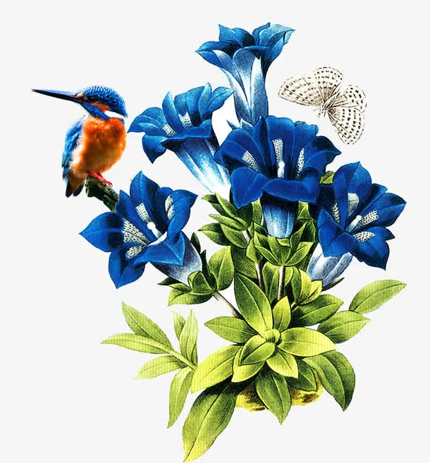 蓝花蓝鸟免抠