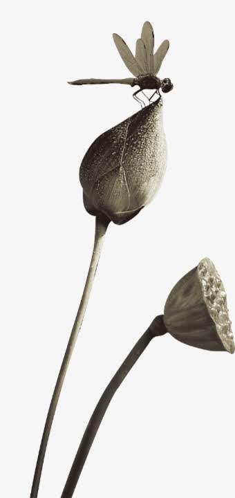 蜻蜓立在荷花上免抠
