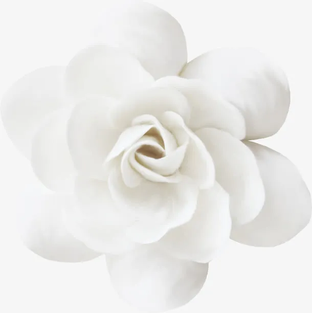 鲜花图片花束图片免抠