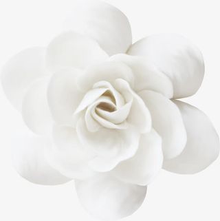 鲜花图片花束图片免抠