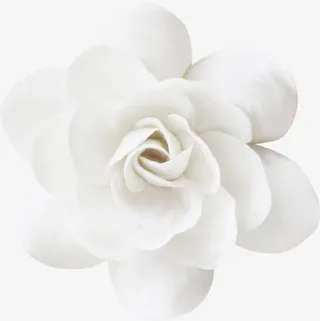 鲜花图片花束图片免抠