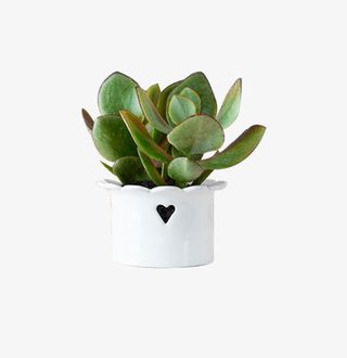 好看的多肉绿色盆栽免抠