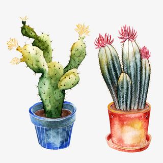 开花的彩绘仙人掌免抠