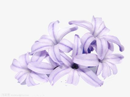 手绘紫罗兰免抠
