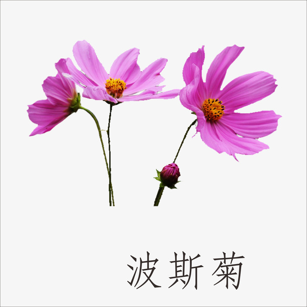 波斯菊免抠