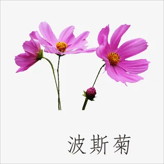 波斯菊免抠