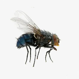 一只苍蝇免抠