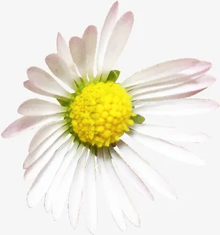 白色的野菊花免抠
