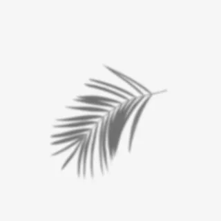 植物装饰树影样机叶子投影免抠