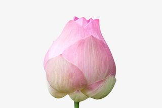 粉白色纯洁的无花梗的水芙蓉实物免抠