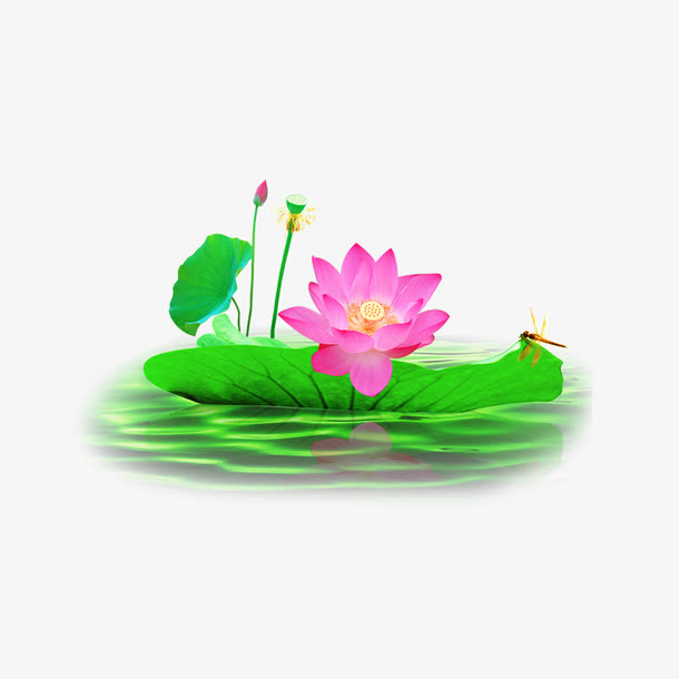 荷花元素免抠