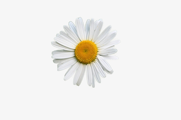 透明背景小菊花免抠