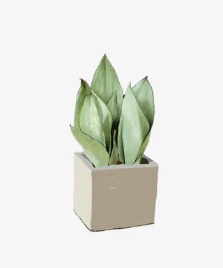 家居装饰绿植免抠