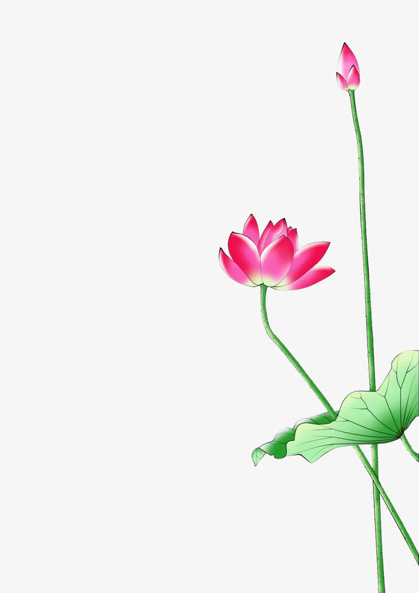 清艳莲花免抠