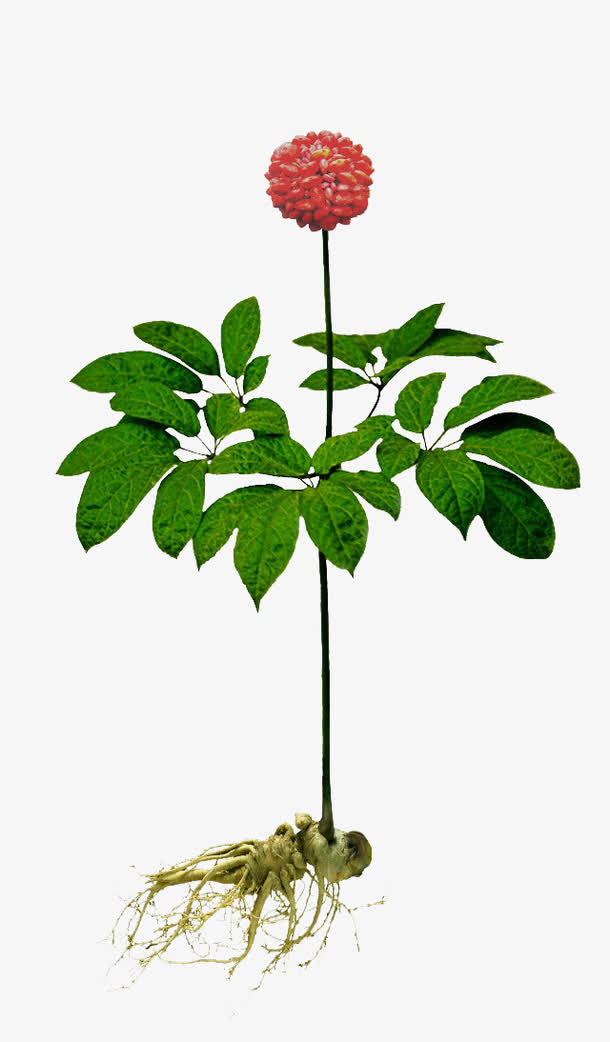 珍贵人参免抠
