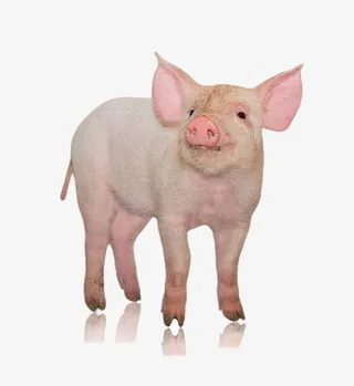 猪猪特写免抠