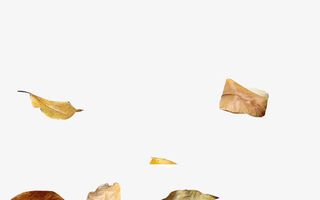 飘洒的落叶免抠