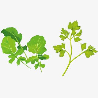 中药名片绿色食物药材免抠