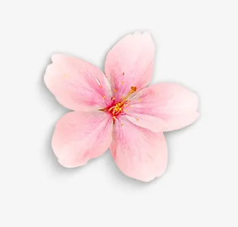 粉色花瓣免抠