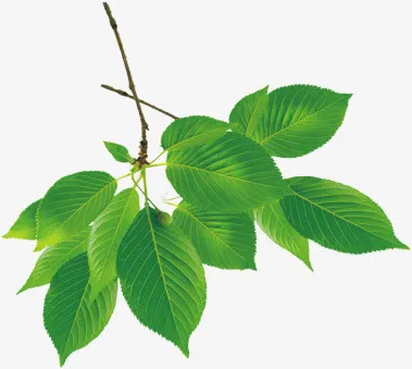 叶子免抠