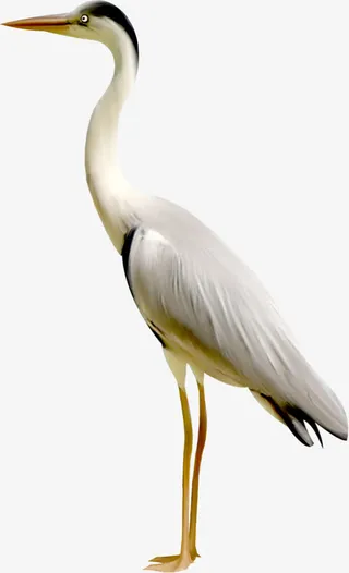 卡通仙鹤png素材免扣免抠