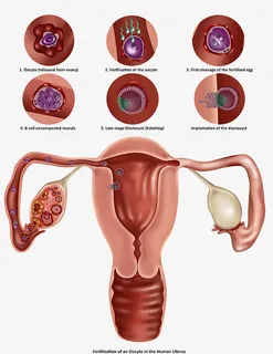 胚胎细胞发育免抠