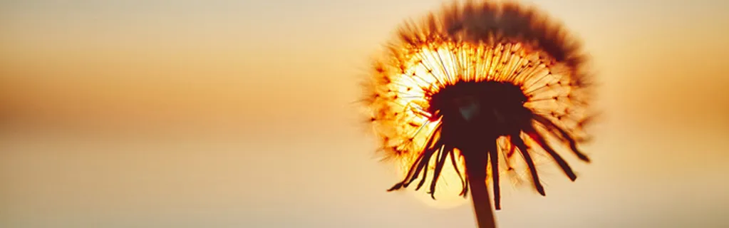 蒲公英金色背景图高清