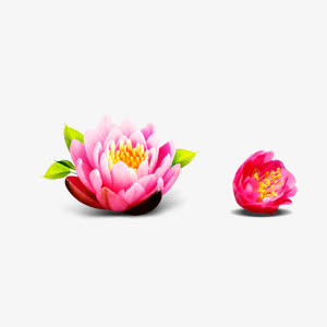 漂浮盛开荷花免抠