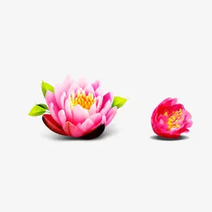 漂浮盛开荷花免抠