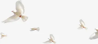 飞翔的白鸽免抠