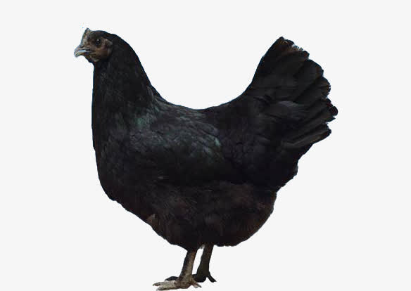 黑色乌鸡免抠