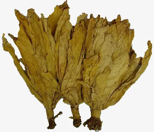成熟的烟叶免抠