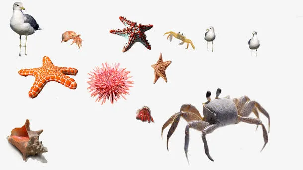 海胆海星免抠