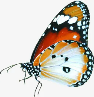 手绘唯美彩色蝴蝶设计免抠