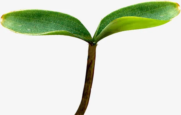 春季清新文艺嫩草免抠