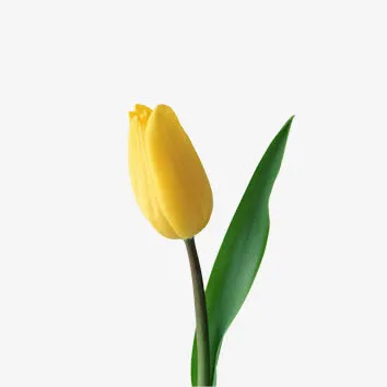 花朵免抠