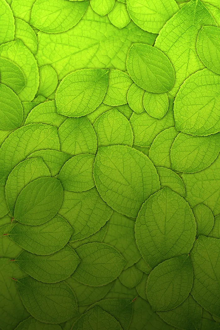 绿色叶子淘宝全屏背景高清