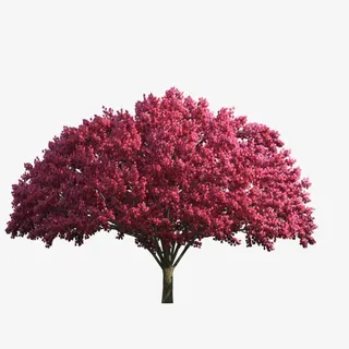 红色伞形树免抠