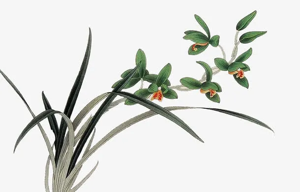 野草免抠