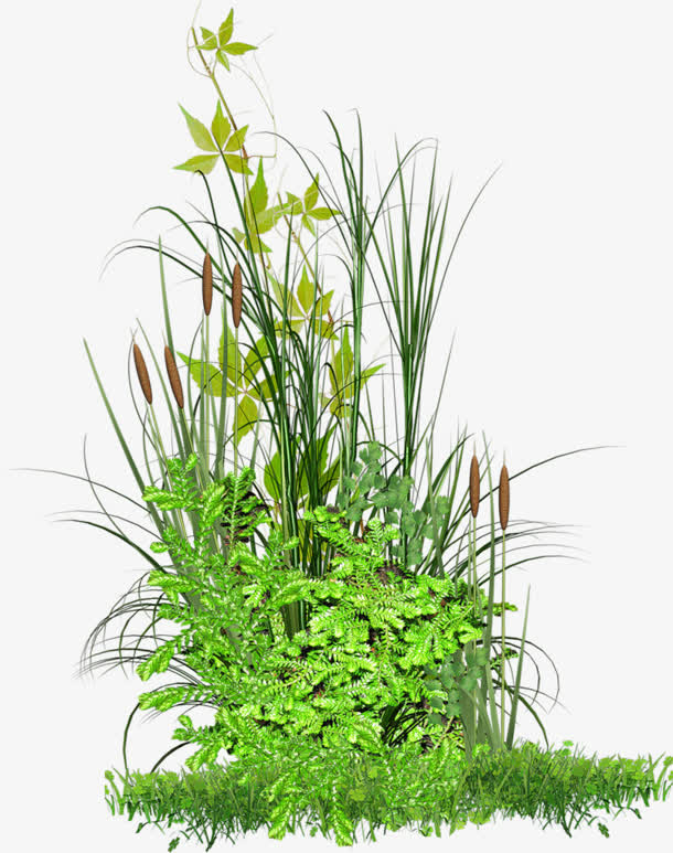 芦苇绿草 爬山虎png素材免抠