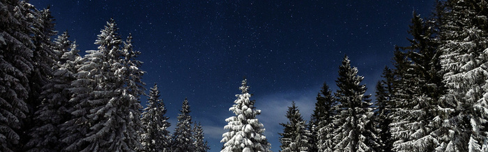 星空雪松圣诞背景图高清