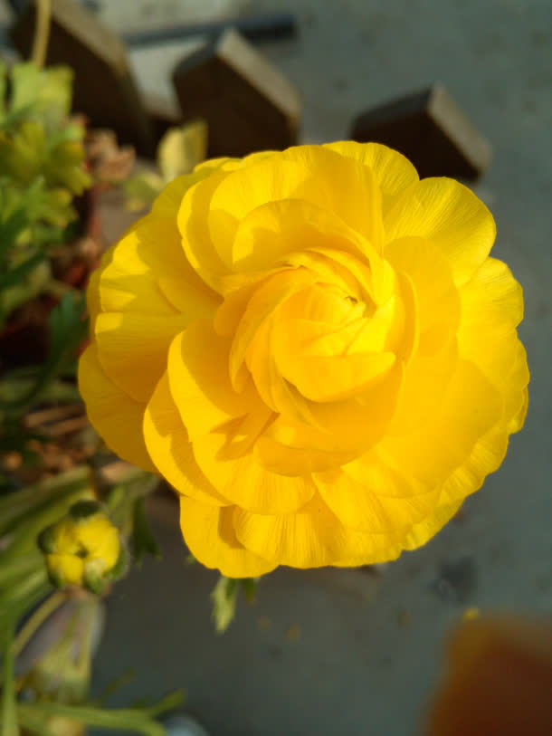 高清红色花苞花朵免抠