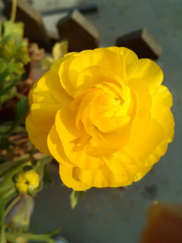 高清红色花苞花朵免抠