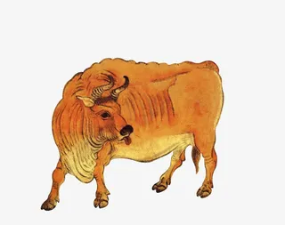 手绘黄牛免抠