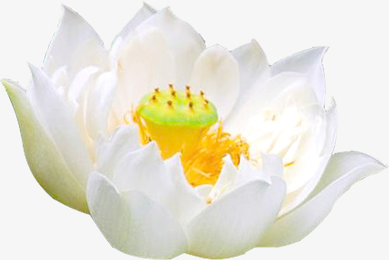 荷花免抠